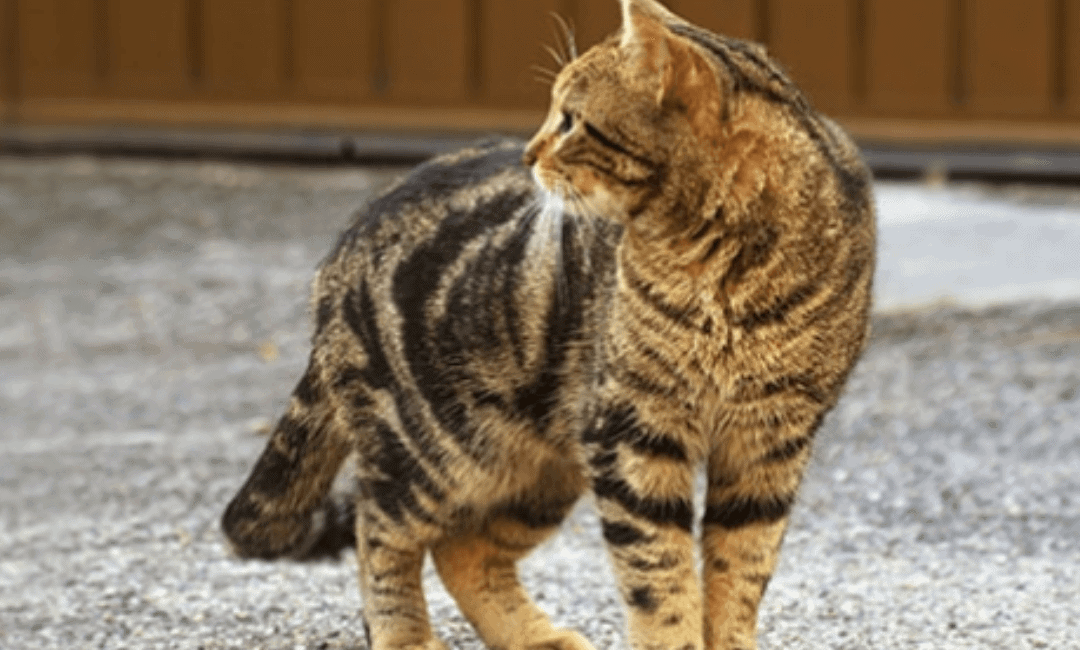 How Much is a Male Calico Cat Worth? – mrtoppet Tips