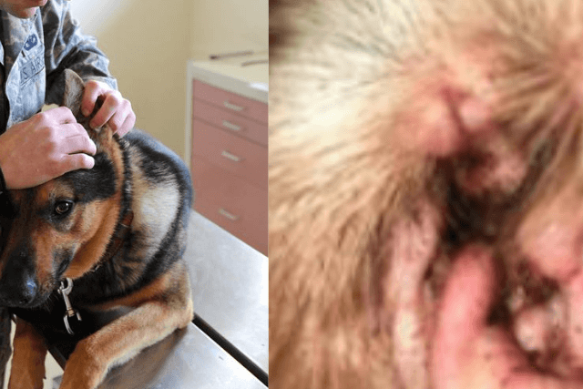 home remedies to clean dogs ears