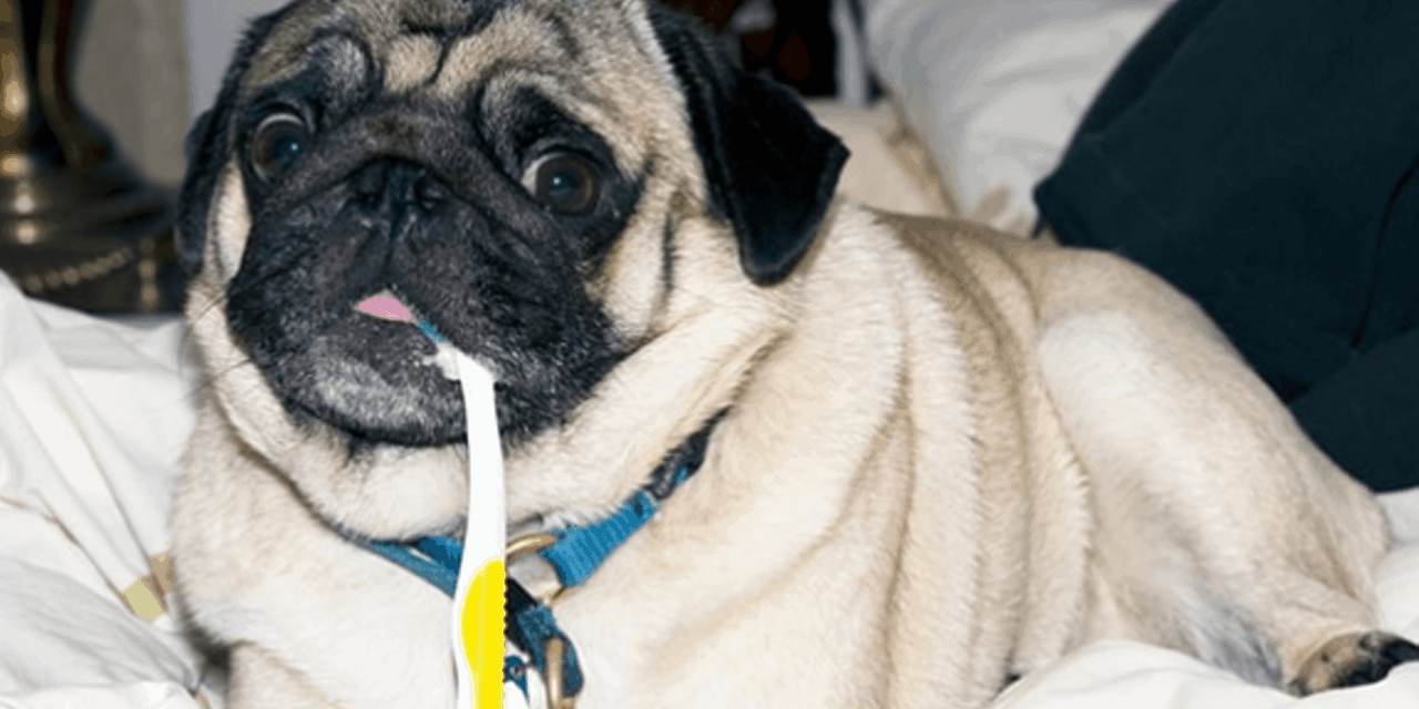 The Ultimate Guide To homemade dog toothpaste