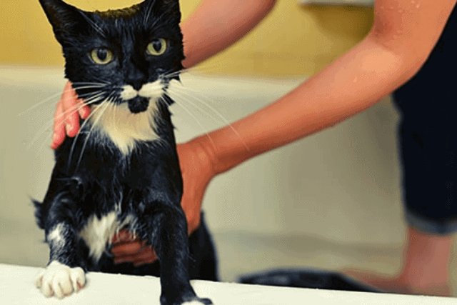 How often should you bathe a cat- mrtoppet.com