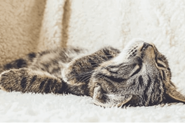 how to euthanize a cat at home without a vet