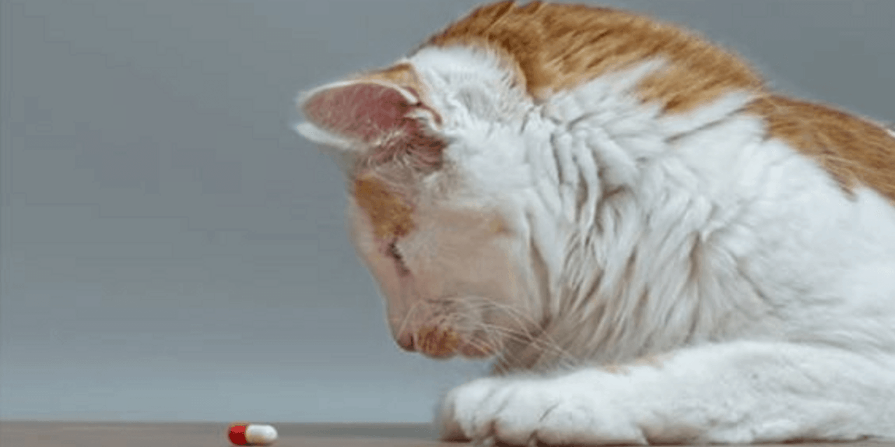 benadryl for cat allergy