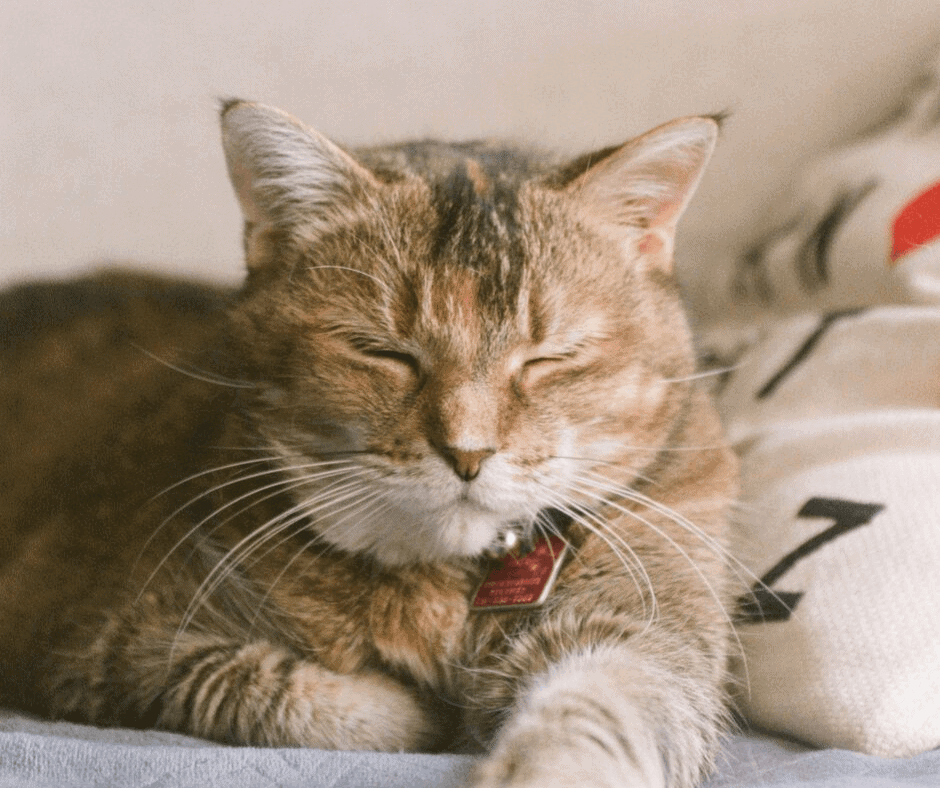 benadryl for cat allergy