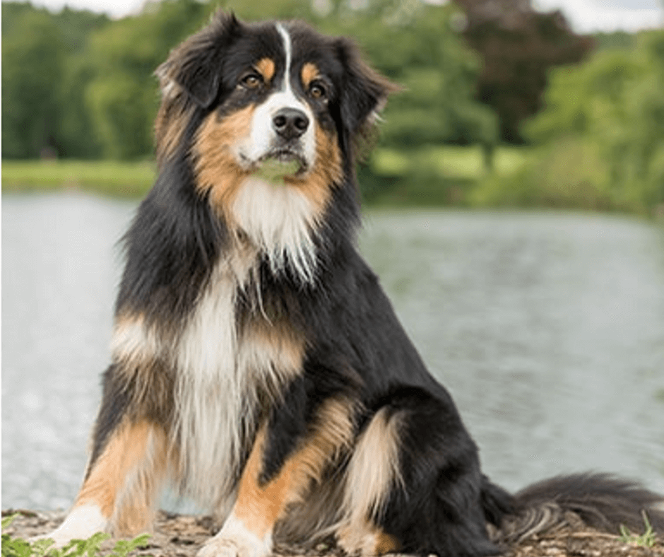 best dog breeds for hiking off leash