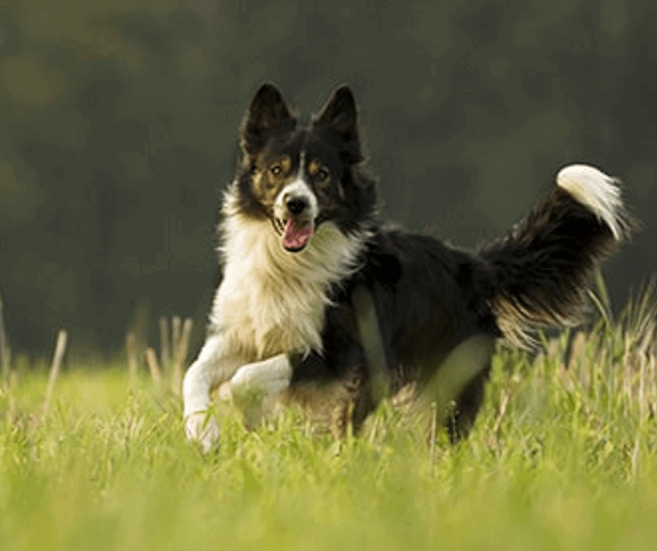 best dog breeds for hiking off leash