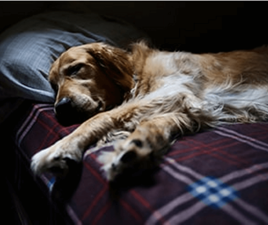putting a dog to sleep with benadryl