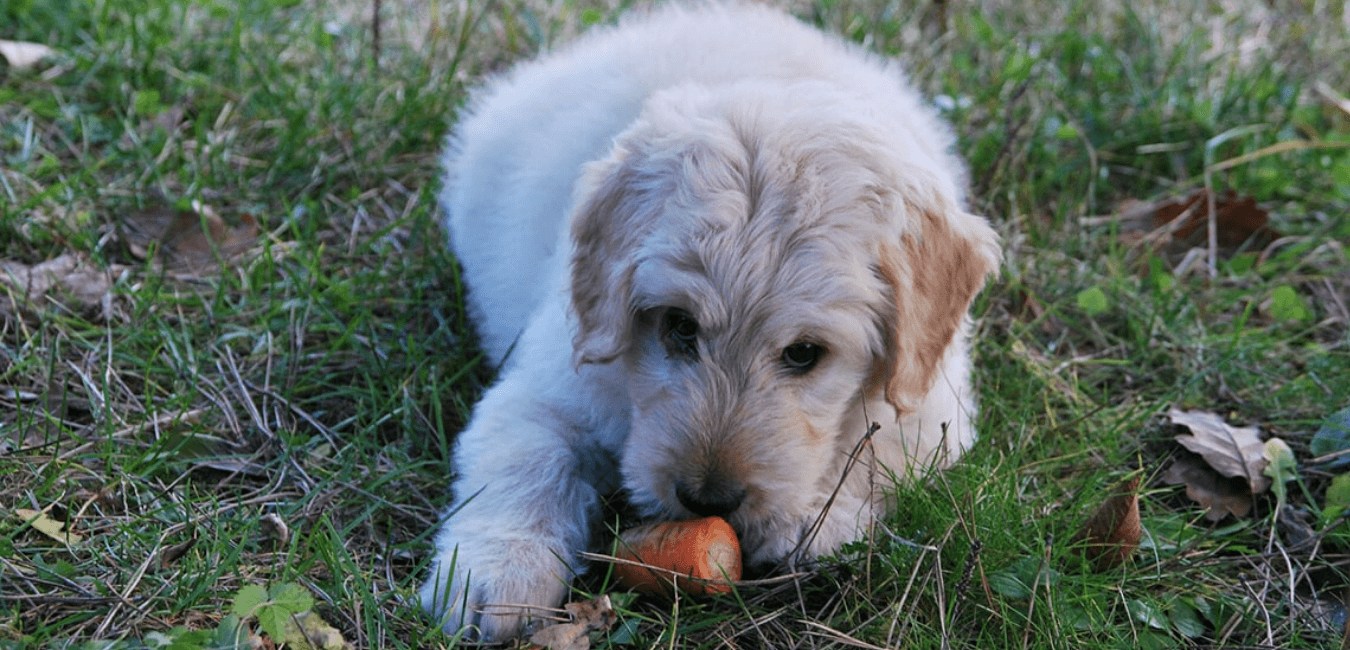 fruits and vegetables for dogs