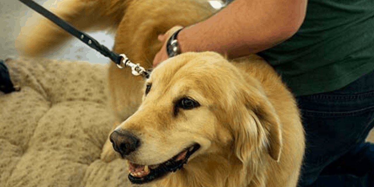 Learn To (Do) breeds of therapy dogs Like A Professional