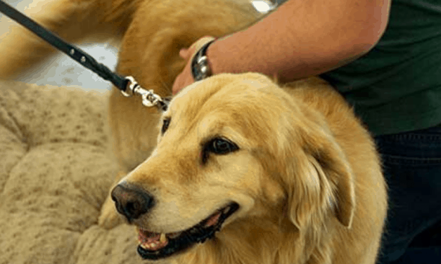 Learn To (Do) breeds of therapy dogs Like A Professional