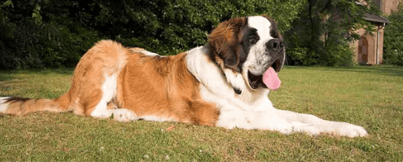 breeds of therapy dogs