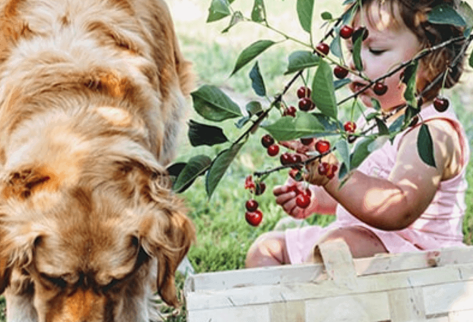 The Ultimate Guide To fruits and vegetables for dogs