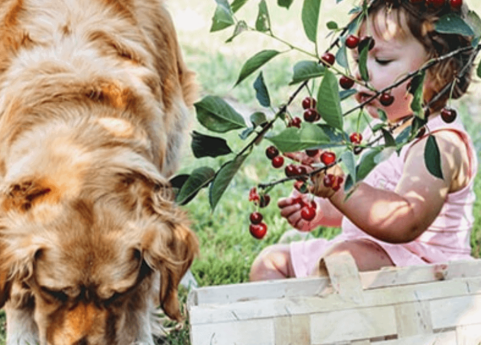 The Ultimate Guide To fruits and vegetables for dogs