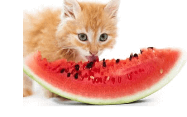 Can cats have watermelon