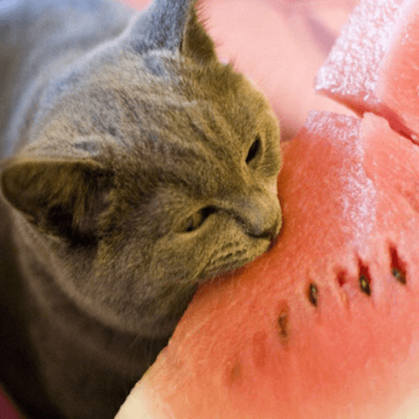 Can cats have watermelon my pet blog