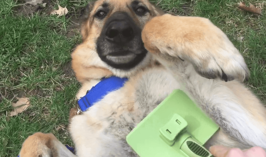 Best Dog Brush For Shedding On A Budget | mrtoppet.com
