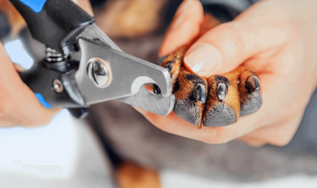 Five Best Dog Nail Clippers With Sensor In This Year