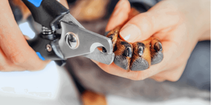 Five Best Dog Nail Clippers With Sensor In This Year