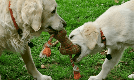 What are the best toys for golden retrievers?