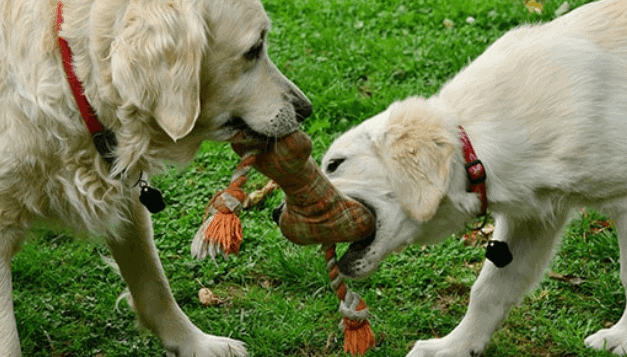What are the best toys for golden retrievers?