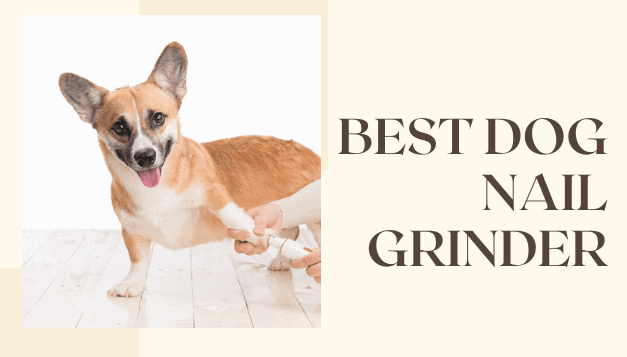 5 Best Dog Nail Grinder Reviews  And  Ultimate Guide