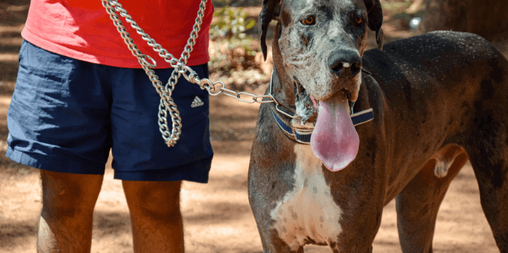 The Best Dog Food For Great Danes Reviews |Mrtoppet.com