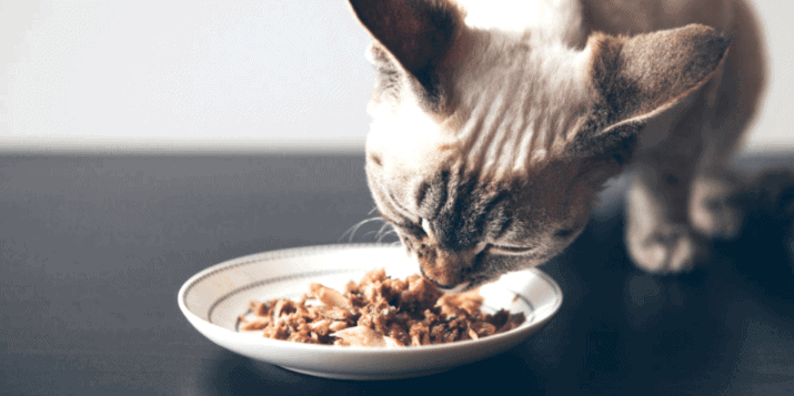 5 Best Cat Food For Smelly Poop On A Budget