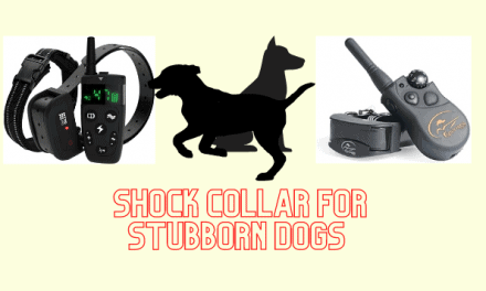 The Ultimate Guide To Best Shock Collar For Stubborn Dogs