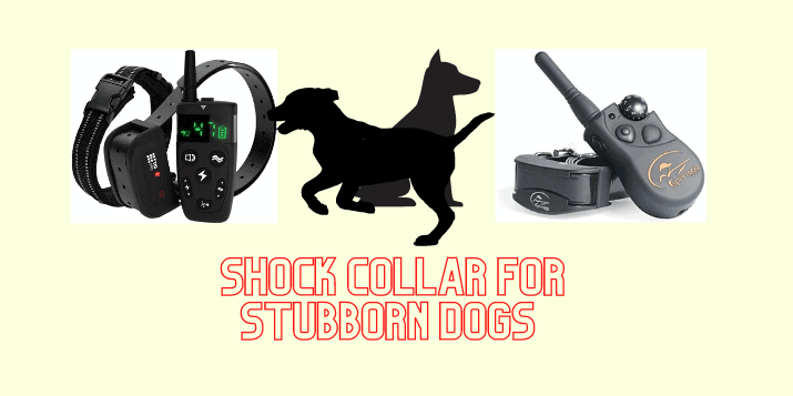 The Ultimate Guide To Best Shock Collar For Stubborn Dogs