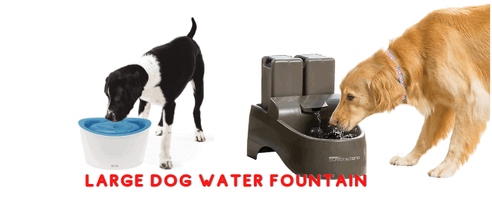 Best Large Dog Water Fountain| Tips You Will Read This Year