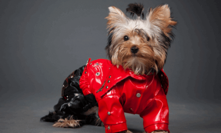 5 Best treats for yorkie puppies |mrtoppet.com