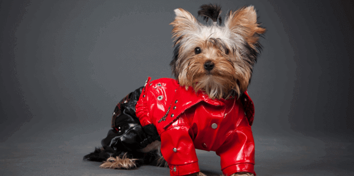 5 Best treats for yorkie puppies |mrtoppet.com