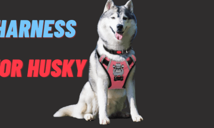 Top 5 best harness for husky Depth Reviews & Buyer’s Guide