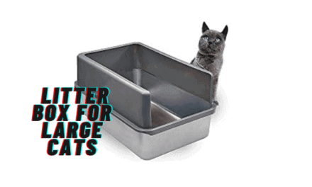 The 10 Best Litter Boxes For Large Cats Reviews in 2021