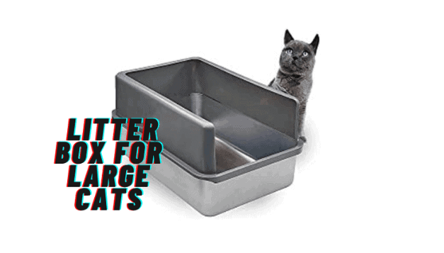 The 10 Best Litter Boxes For Large Cats Reviews in 2021